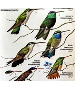 Southwest Hummingbirds 7 Types 1966 Color Bird Art Print Nature ADBN1o - $19.99