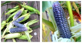 Garden Adventure Awaits: Baby Blue Jade Corn - 4 Seeds International ship - £18.08 GBP
