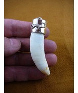 (G968-12) LARGE 3-1/8&quot; GATOR Alligator Tooth Teeth SILVER CAP gators Pen... - €197,41 EUR