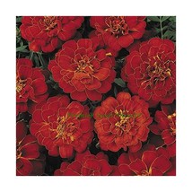 Premier Seeds Direct MAR10F 0.21 g Marigold Dwarf French Durango Seeds -... - $7.00