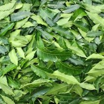 Neem Azadirachta indica Thai Herb Soap Shampoo Toothpaste Skin Hair Nail... - $12.87