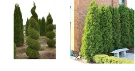 12-18&quot; Tall Live Plants - 3 Emerald Green Arborvitae Trees/Shrubs - 2.5&quot; Pots - £83.62 GBP