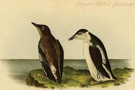 Slender Billed Guillimot by John James Audubon - Art Print - £17.42 GBP+