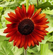 100 Sunflower ‘Velvet Queen’ Flower Seeds Helianthus annuus Seed - $13.56