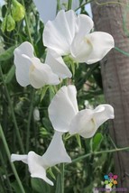 50+ Cannes Sweet Pea Seeds - $8.48