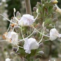 Salvia Apiana White Sage White Sacred Sage Bee Sage 100 Seeds Fresh Seeds - £15.58 GBP