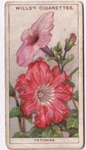 Wills Cigarette Card Garden Flowers #35 Petunias - £0.77 GBP