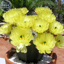 BELLFARM Echinocereus subinermis Cactus Seeds 12 seeds producing yellow flowers  - £10.37 GBP