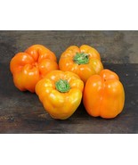 20 Orange Bell Pepper Seeds US Fast Shipping - $126.52 MXN