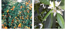 Mandarin Tangerine Orange Satsuma Fruit Tree Real Live Plant Citrus 3&quot;6&quot;SEEDLING - £44.75 GBP