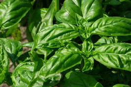 BStore 190 Italian Large Leaf Basil Seeds - $8.59