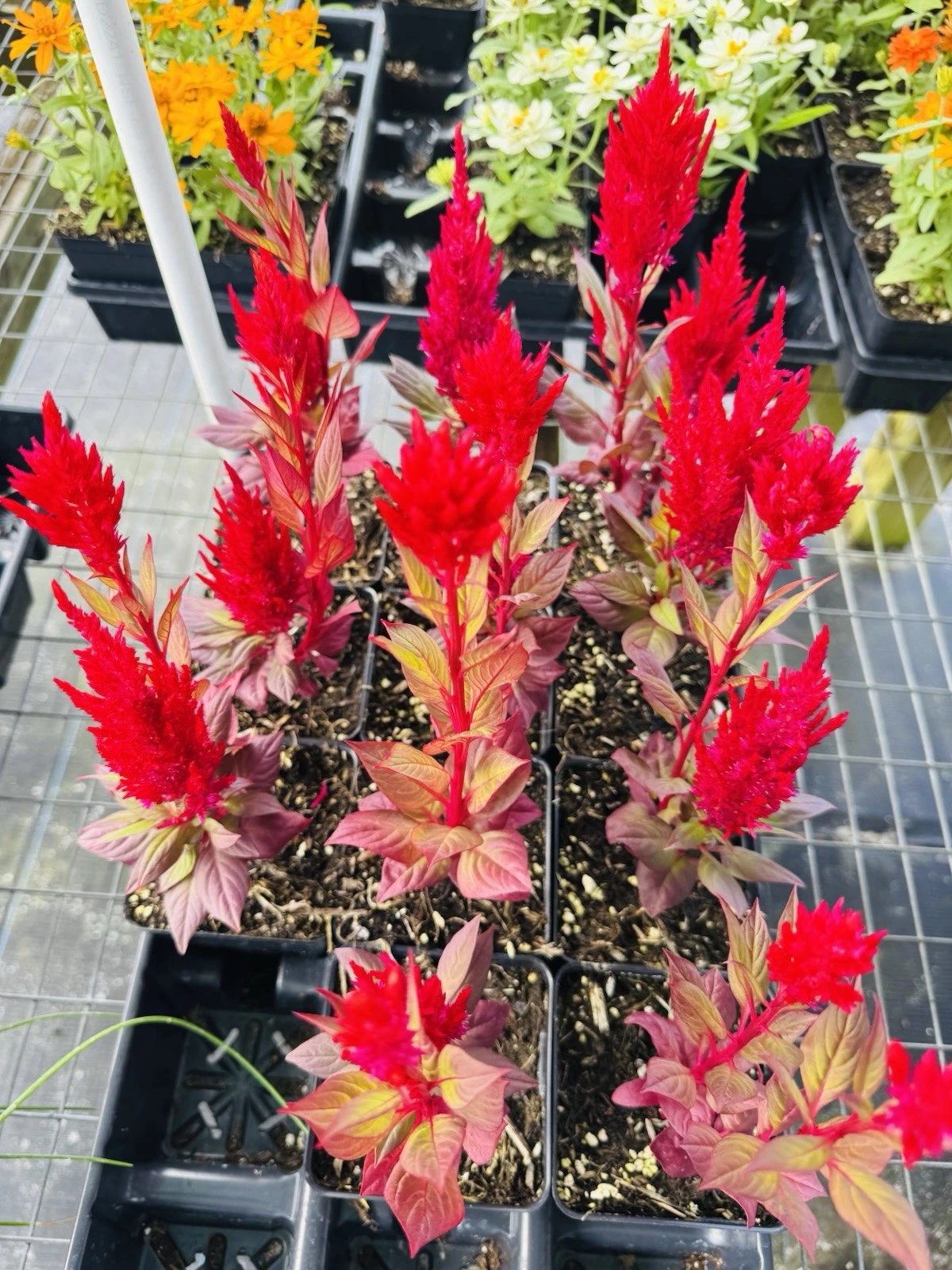 Cock&#39;s comb Plant - $18.61