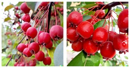 20 Robusto Red APPLE SEEDS (Malus x robusta) Fast Edible Crab-Apple Fruit Tree - £15.14 GBP