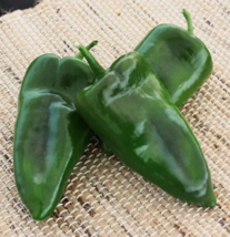 25 Pc Seeds Alteno Pepper Poblano Pepper Vegetable, Pepper Seeds for Planting RK - £18.46 GBP