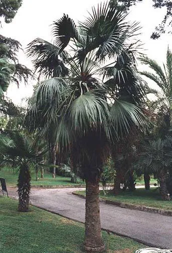 Brahea Dulcis Apak Blue Rock Desert Sombrero Palm 10 Seeds Garden - £18.14 GBP