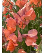 50 Blue Vein Sweet Pea Seeds Garden Free Ship - $13.48