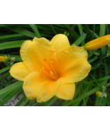  Stella de Oro daylily 50 fans/root systems  - $68.95