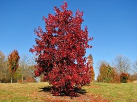 USA Seller 15 Corky Sweetgum Seeds Liquidambar Styraciflua Corky Free Sh... - £12.30 GBP