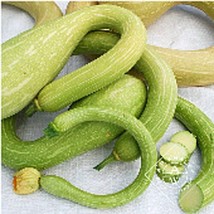 Tromboncino Zucchini Squash Seeds 25 Seeds For Home Garden - £4.53 GBP