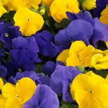 USA Seller Pansy Seeds Grandio Bright Colors Mix 25 Pansy Seeds Seeds Fast Shipp - $19.00