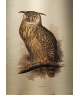 Eagle Owl Perched Branch Talons Edward Lear Print - $37.95