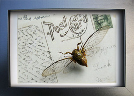 Real Cicada Clear Winged Vintage Post Card Framed Museum Quality Shadowbox - $48.99