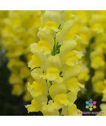 1000 Potomac Yellow Snapdragon Seeds for Garden Planting Fresh Seeds - $9.86