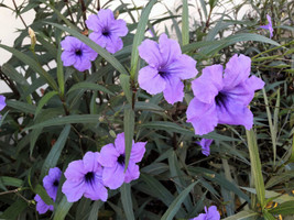 100 Blue Purple Fringeleaf Petunia Wild Ruellia Humilis   - $17.00