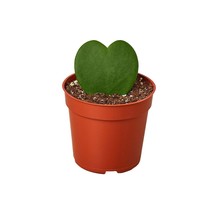Hoya Sweetheart-3" Pot / Single - $1,543.61 MXN