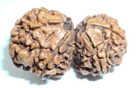 Natürlicher Gauri Shankar Rudraksha Nepal Ursprung Labor zertifiziert beste Q... - £57.33 GBP