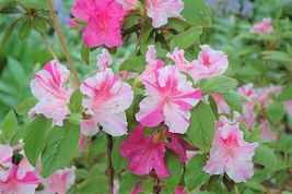 Azalea Deciduous Well Rooted Starter Plant Encore Autumn Twist - £39.14 GBP