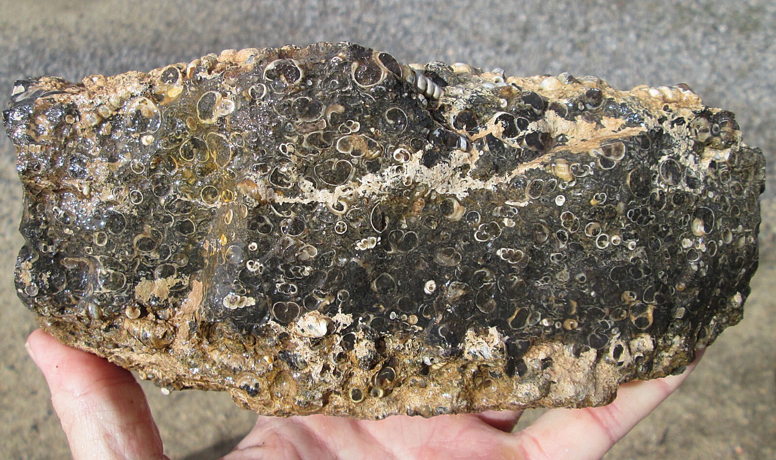 Turritela Agate Rough 81/4Inch X 4Inch X 33/4Inch 5Lbs 129Ozs New Fresh ... - $98.00