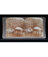 Antique Underwood Stereoview Sand Crane Floating Nest Eggs Grus Mexicana... - $371.04 MXN