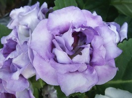 20 Lavender Lisianthus Seeds Long Lasting Annual Flower Great Cut Flower - £14.06 GBP