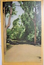 Eucalyptus Trees, California-Linen Postcard - £3.95 GBP