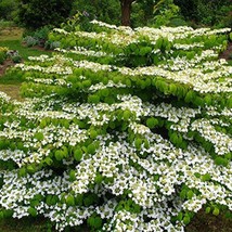 Viburnum Plicatum Var Tomentosum Mariesii Mariesii Viburnum Live Plant 4... - $48.90