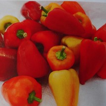 10 Red Belgian Sweet Pepper Seeds Sweet Grown Harvested In Usa Garden - $10.45