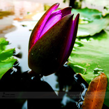 1 Professional Pack, 1 seed / pack, Purple Water Lily Pond Bud Flower Seed #E348 - £2.37 GBP