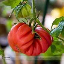 Zapotec Ruffled Old Mexican Tomato Seeds 100 Seeds Dark Pink Fruits E3318 Garden - $9.97