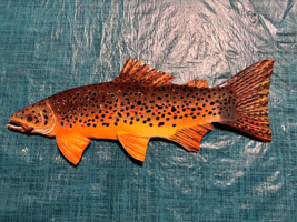 &quot; Western Brown Trout&quot;,#33,  2022, 15  Inches/ Left Face, Ready to Ship - $58.41