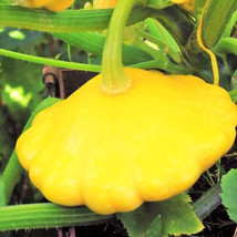 85 Patty Pan Scallop Yellow Bush Summer Squash Seeds Non Gmo Harvest Gar... - £14.33 GBP