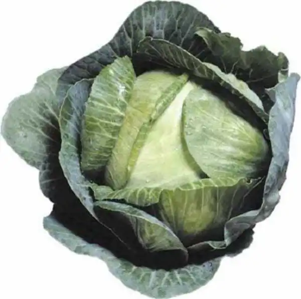 Top Seller 500 Early Jersey Wakefield Cabbage Brassica Oleracea Capitata... - $14.60