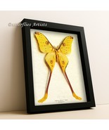 Madagascar Comet Moon Argema Mittrei Real Moth Entomology Collectible Shadowbox - $149.99