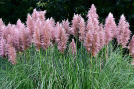 200 Seeds Ornamental Pink Pampas Grass Cortaderia Selloana Rosea  - £7.58 GBP