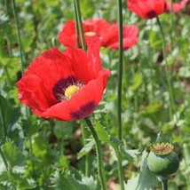 Beautiful Poppy  Flower Seeds  (Papever Somniferum) 1000 Seeds, .  From US - $11.95