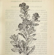 1905 Live Forever Flower Print Pen &amp; Ink Lithograph Antique Art 6.75 x 3.75&quot; - £13.76 GBP