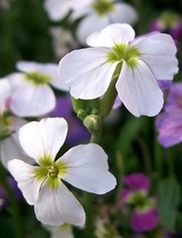 50 White Evening Or Night Scented Stock Seeds Annual Flower Great Gift - £14.18 GBP