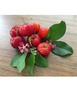 Live Plant Acerola Malpighia emarginata Barbados Cherry  - £25.13 GBP