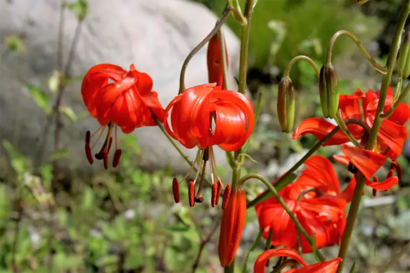 10 Seeds CORAL LILY Siberian Turk&#39;s Cap Lilium Pumilum Coral Red Fragrant Flower - £9.61 GBP