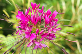 Seeds 200 Cherry Queen Cleome Spinosa Hassleriana Carmine Rose Spider Flower See - £20.16 GBP